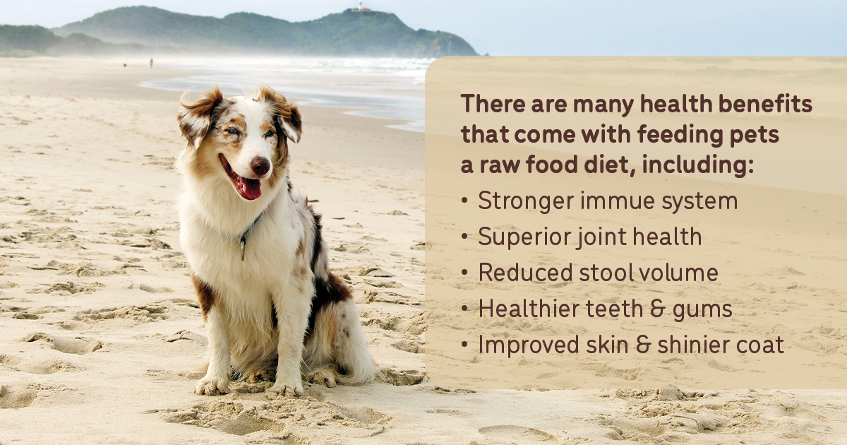 What's your dog’s poo telling you? Guides Big Dog Pet Foods